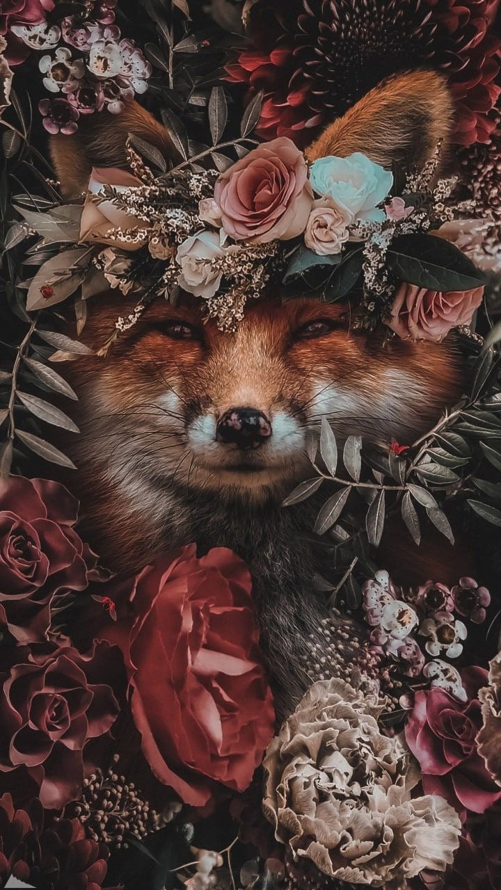 Animals